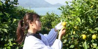 広島といえばレモン♡レモンを味わえるおすすめご当地グルメ8選
