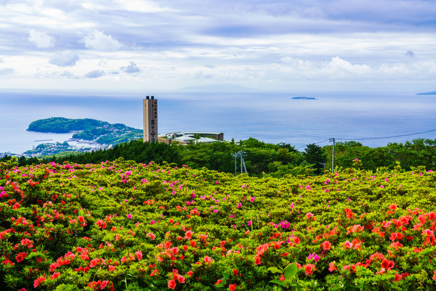 （神奈川県）湯河原　星ヶ山公園　さつきの郷