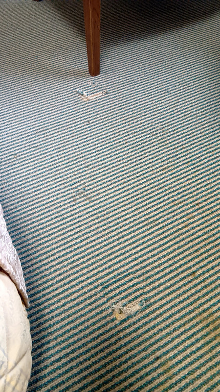 部屋のカーペットがボロボロ