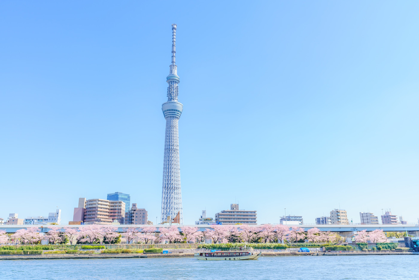 東京の春　隅田公園 桜まつり