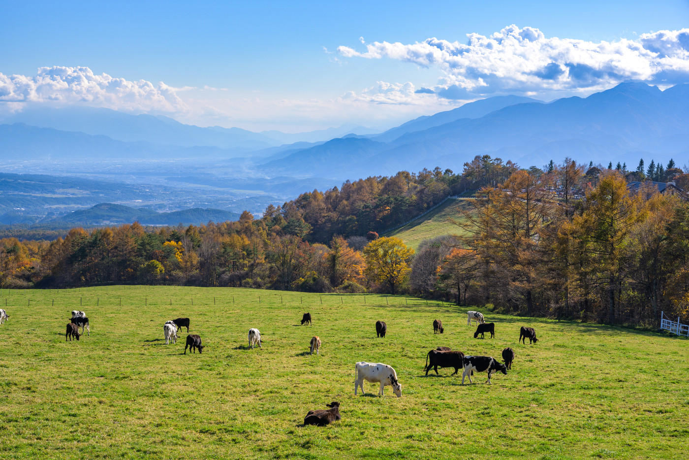 山梨県立まきば公園 紅葉