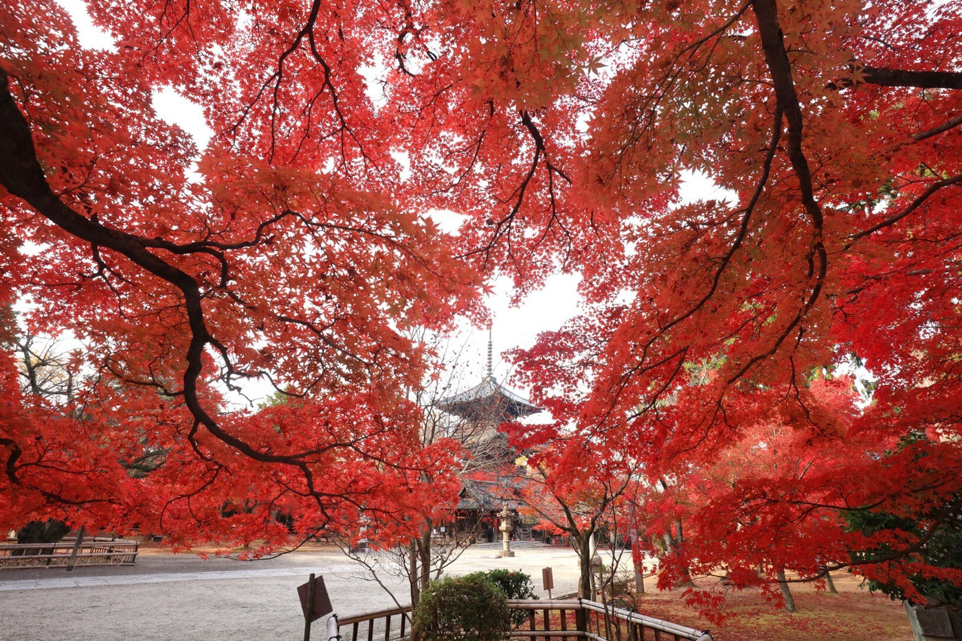 幻想的な光景に心満たされる、五重塔と紅葉の競演1948394