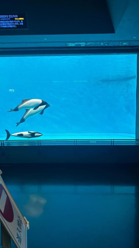 鳥羽水族館は平日の午後というのもあってか比較的空いていてゆっくり見れました◎ / 5