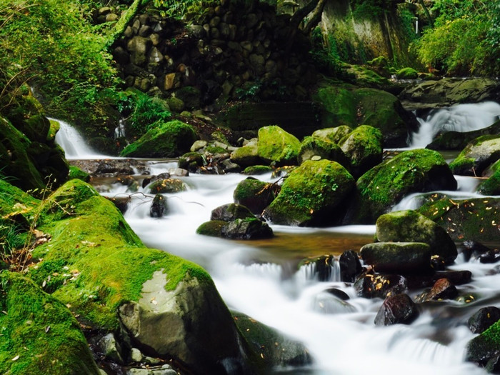 宿から徒歩約5分、万葉集のころの植物「万葉植物」が植えられている「万葉公園」ではお抹茶がいただけます
