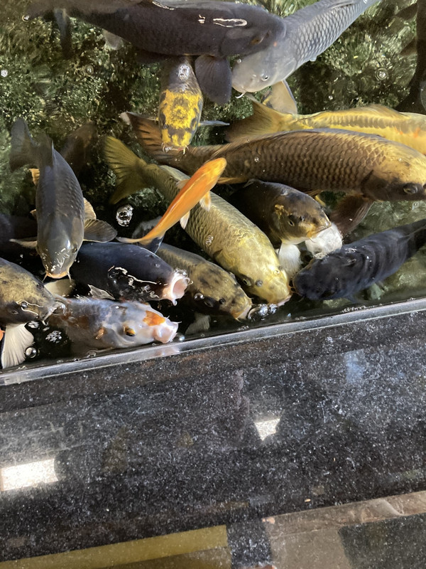 ホテルの人に人面魚がいると言われたがどれがそうなのかわからな