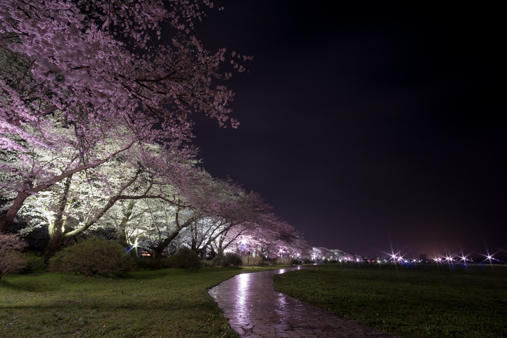 幻想的な世界へトリップ♪夜桜ライトアップ1558085
