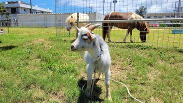 テラス / パティオ / 34