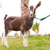 AJリゾートアイランド伊計島（沖縄県 リゾートホテル） / 4