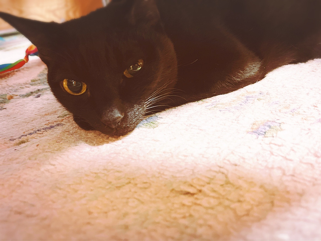 動きまくるニャンコをやっと撮れた一枚