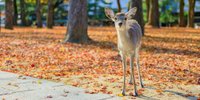 【奈良県】秋のおすすめ観光スポット22選｜もみじにコスモス、ススキの絶景にうっとり