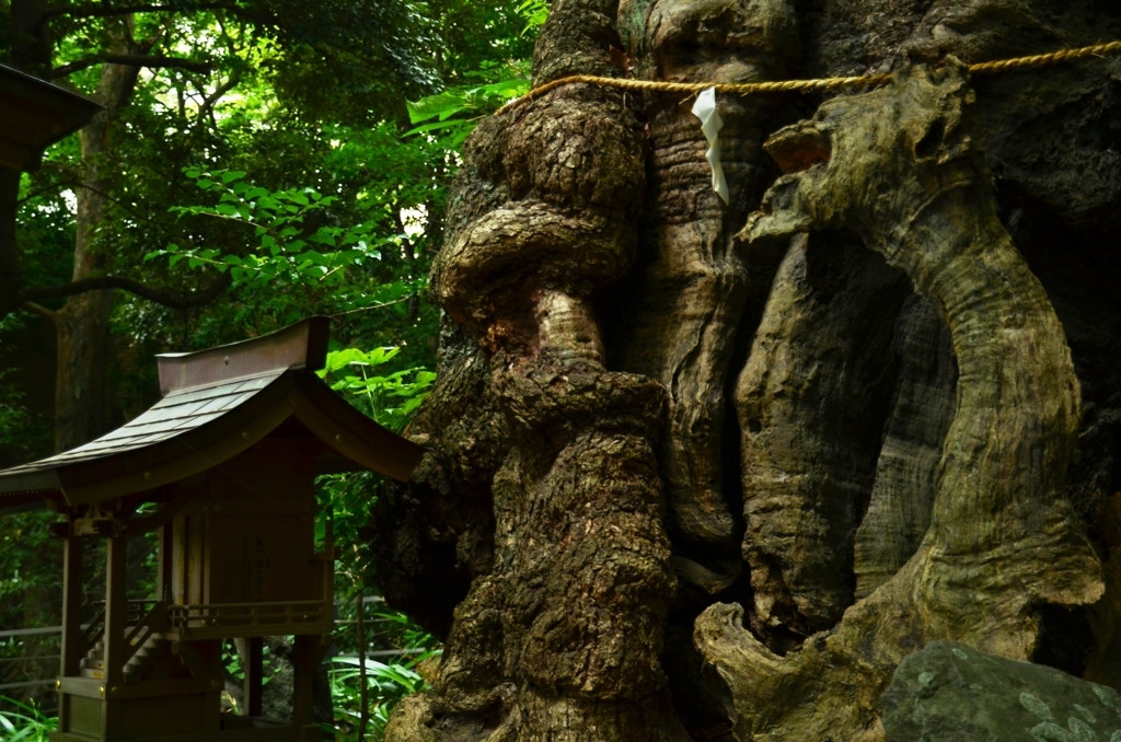 5. 来宮神社の大クス【静岡県熱海市】776326