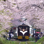 レトロな列車が桜のトンネルを走る！青森県芦野公園でお花見♪