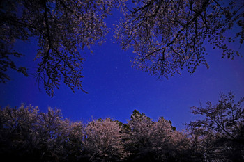 桜咲き誇る群馬の春を満喫しましょう1557913