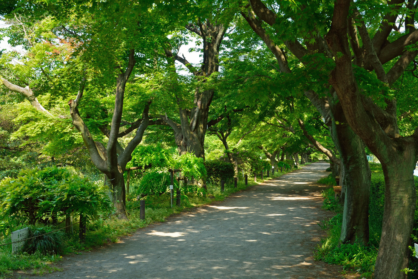 小石川植物園 カエデ並木