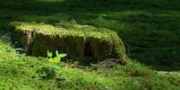 福井の苔寺・平泉寺白山神社が神秘的すぎる！周辺グルメもどうぞ♡