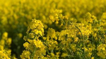 施設の敷地 / 23