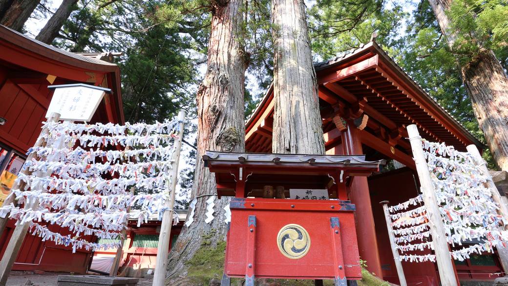 日光二荒山神社 御神木 / 3