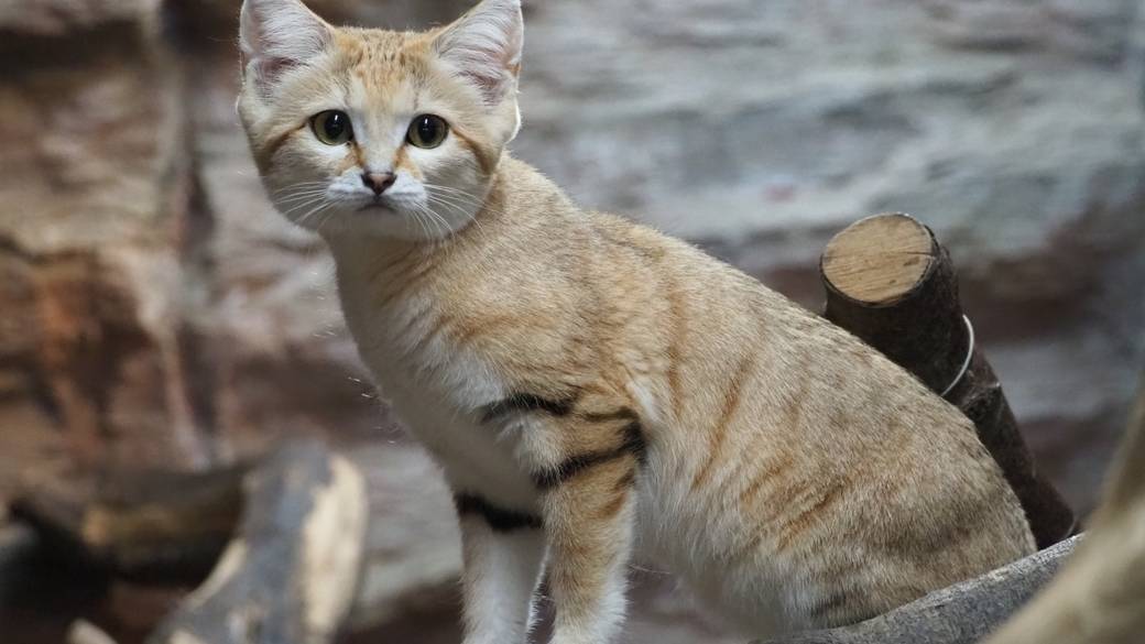 那須どうぶつ王国のスナネコ / 3