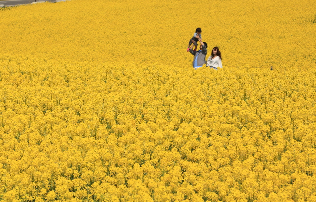 今度は一緒に春の菜の花を♪1669019