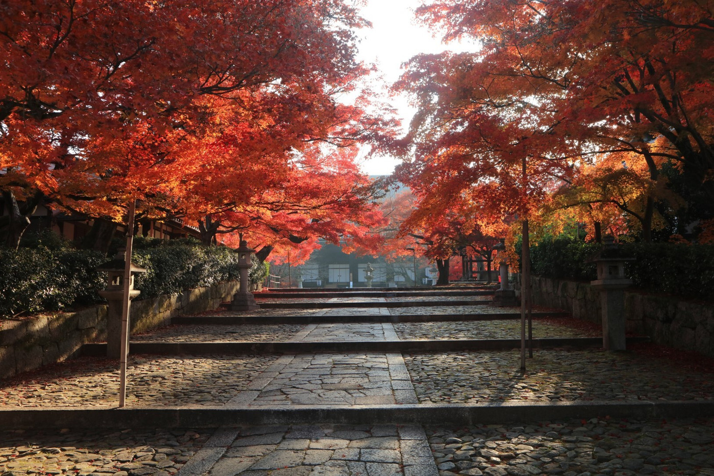 心まで鮮やかに色めく、真っ赤な紅葉の絨毯1947806