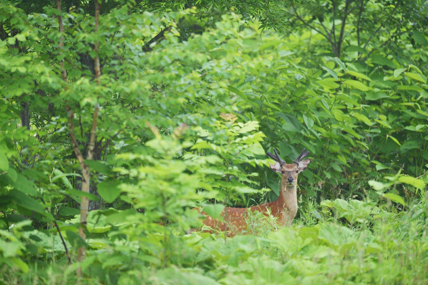 森で出会ったオスのエゾシカ(北海道)