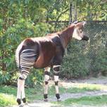 珍獣オカピもいる♪日本最大級の動物園・横浜「ズーラシア」