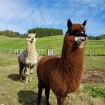 【北海道】かわいい姿にキュン♡レンタカーで巡りたい「動物に会える観光スポット」8選