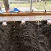 指宿温泉 休暇村 指宿（鹿児島県 旅館） / 4