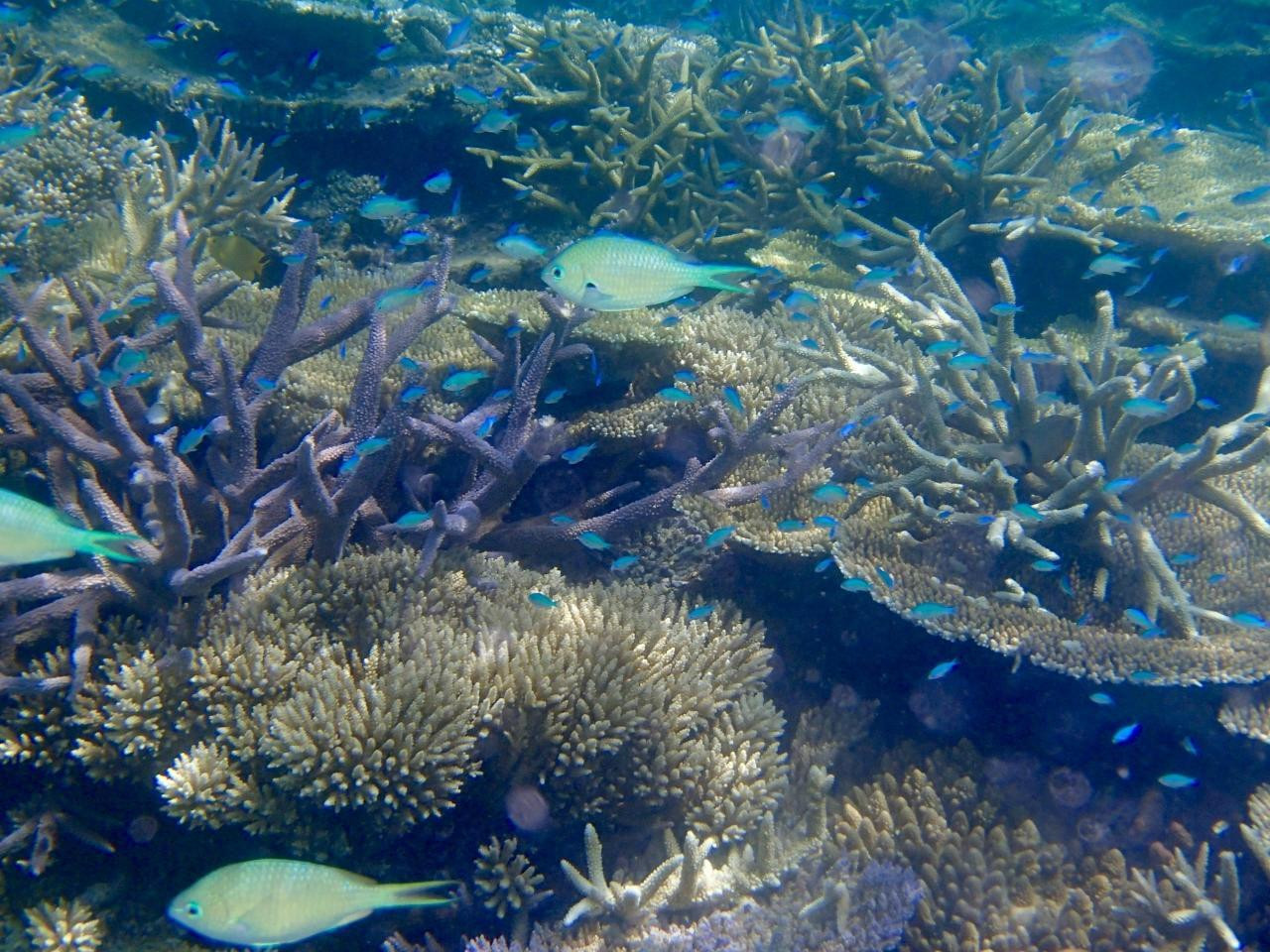 シュノーケルで極彩色の生き物たちに遭遇3958579