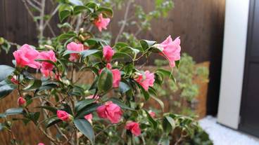 ガーデン ビュー / 15