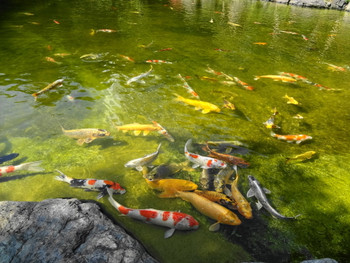 「グランドプリンスホテル 高輪」 その他 19417113 日本庭園にはイケがあって高そーな鯉が沢山およいでます
