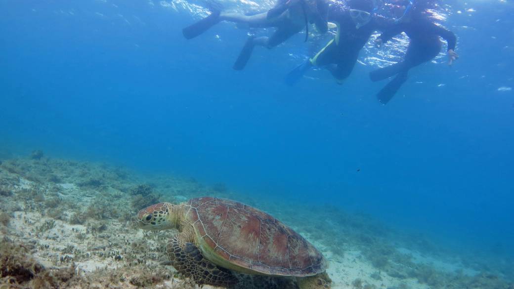 ウミガメツアー※イメージ / 3