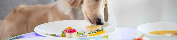 【大阪】ペットと泊まれるホテル・旅館5選！愛犬と楽しい旅を♡