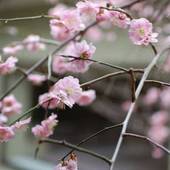 湯郷温泉 花の宿 にしき園(岡山県 旅館) / 5