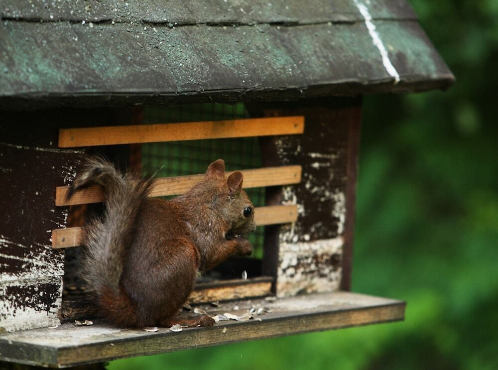 リスに会える!?癒しに満ちた森の中のホテル3929708