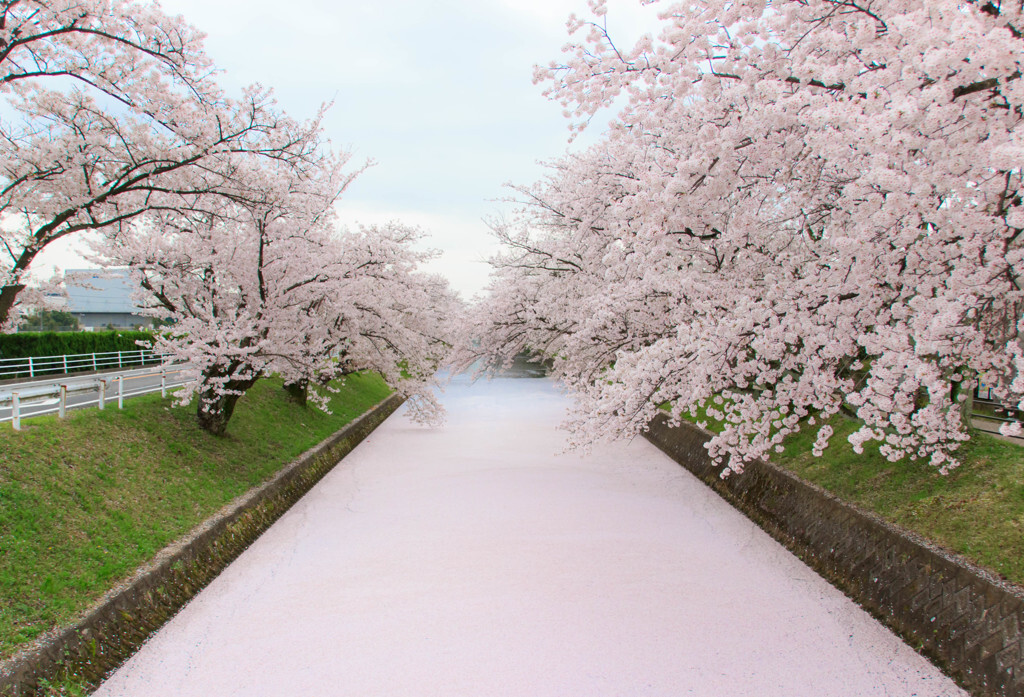 五条川の桜を知っていますか？1561765