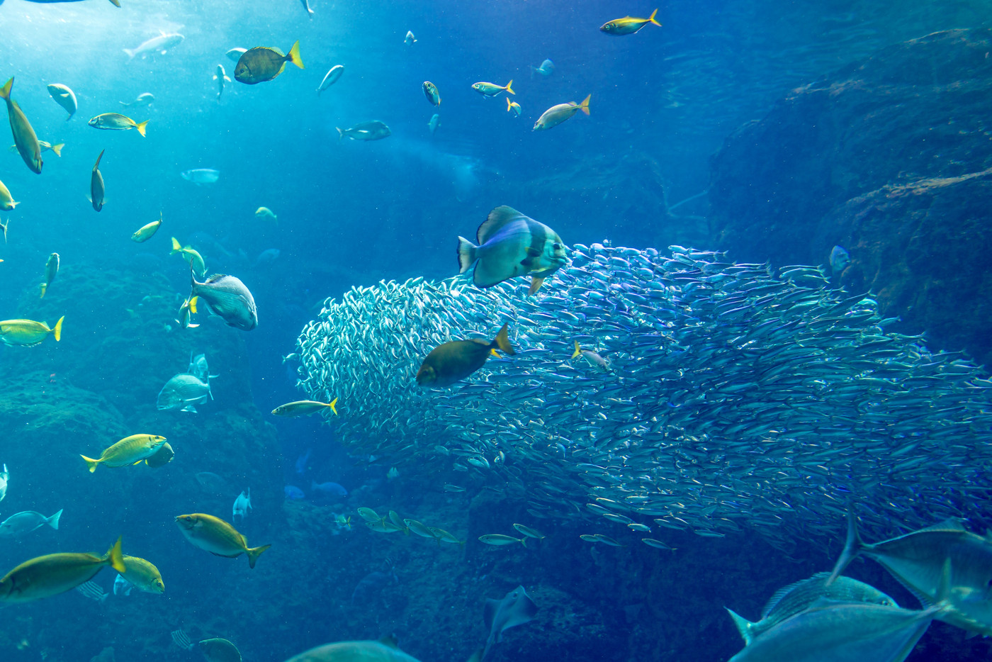江ノ島水族館　(水槽)