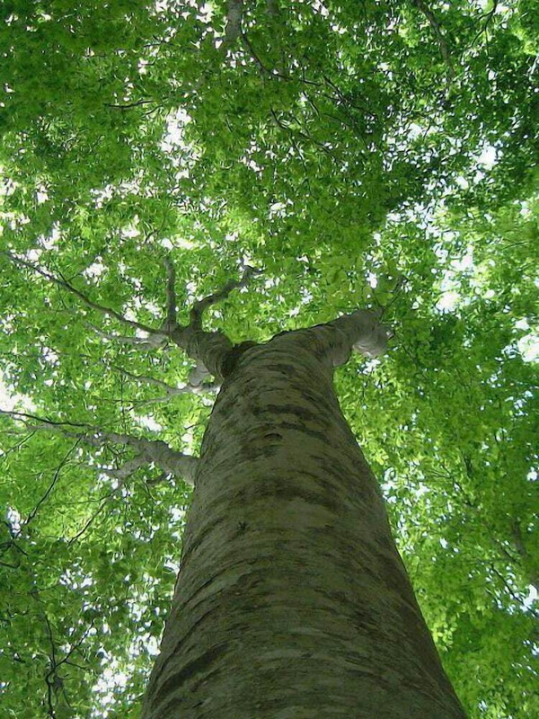 マウンテン ビュー