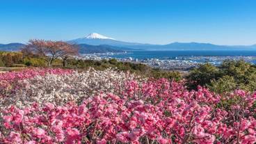 ランド ビュー / 14