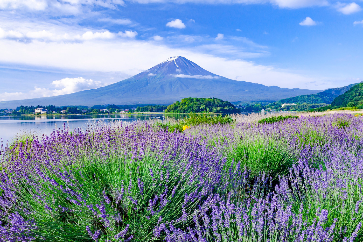 富士山とラベンダー、山梨県富士河口湖町大石公園にて