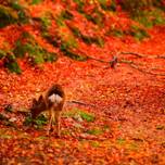 【宮島】秋の紅葉シーズンに♡カップルにおすすめのホテル&旅館7選／広島