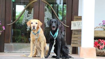 ペット同伴可 / 1