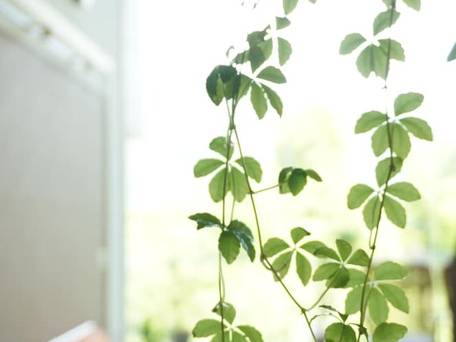 箱根強羅温泉 楽々花（ららか） / 3