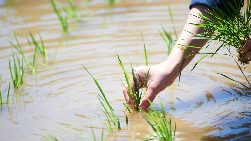 田植えイベント / 2