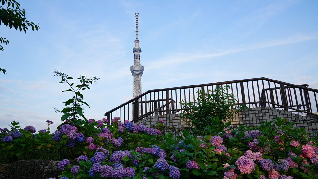 隅田公園961473