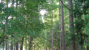 バーベキュー / ピクニック エリア / 31