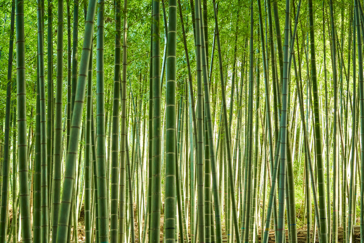 竹藪の背景素材