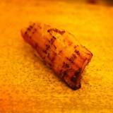 鮨 みつ川 金沢本店(スシミツカワ)