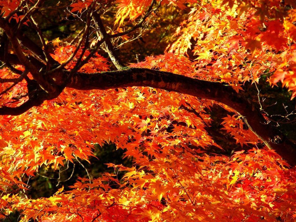 紅、黄、橙。美しい福島の景色721483