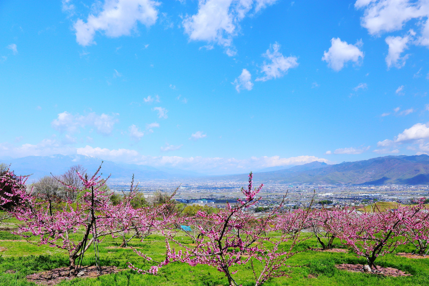 桃の花